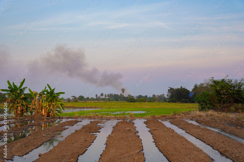 Rural farmland with banana trees, waterlogged soil, green rice field, distant smoke, and blue sky at sunset, peaceful countryside scene
