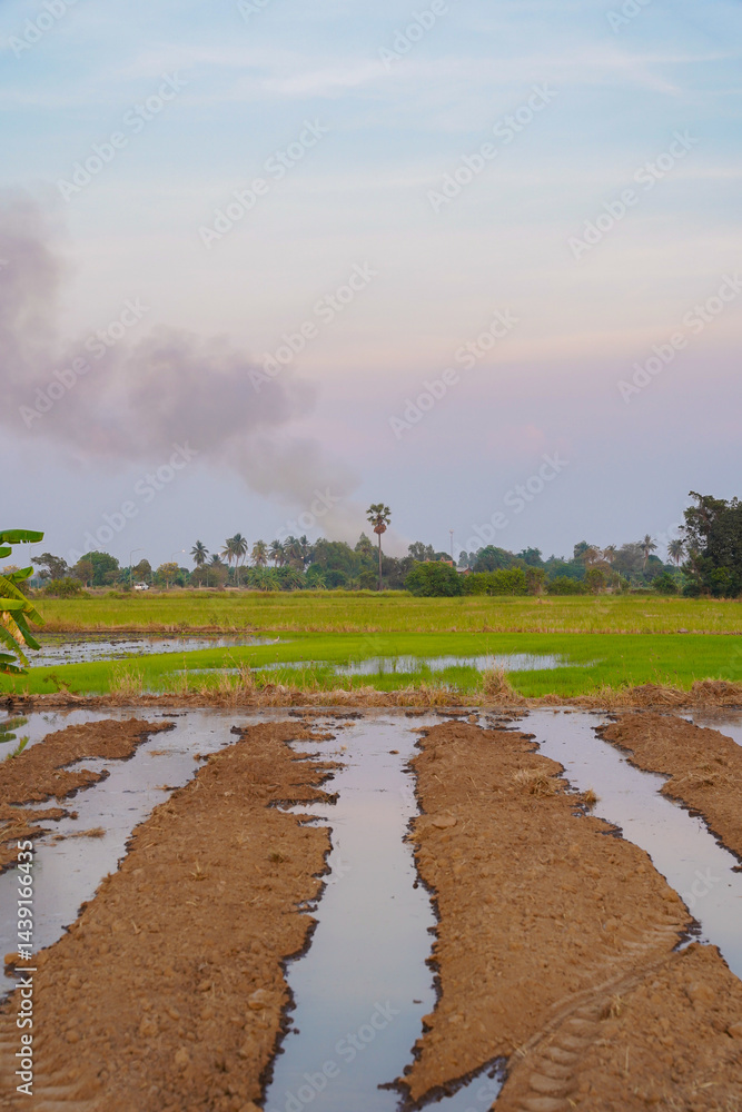Flooded rice field with waterlogged soil, green grass, distant trees, and smoke rising under pastel sky at sunset, peaceful rural landscape
