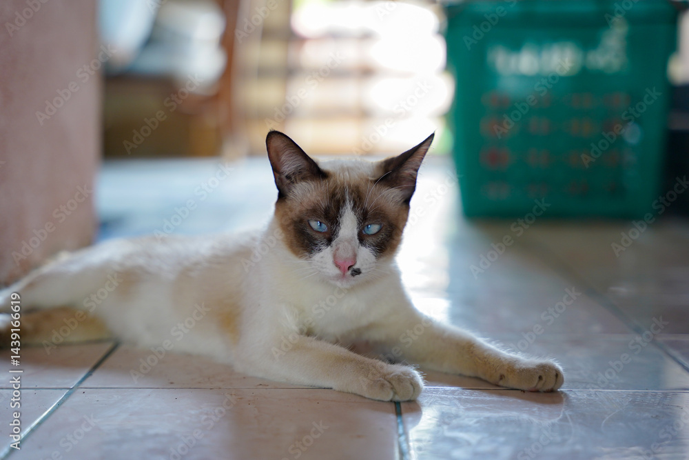 Siamese cat with blue eyes lying on tiled floor indoors, relaxed and calm, soft natural light, home environment