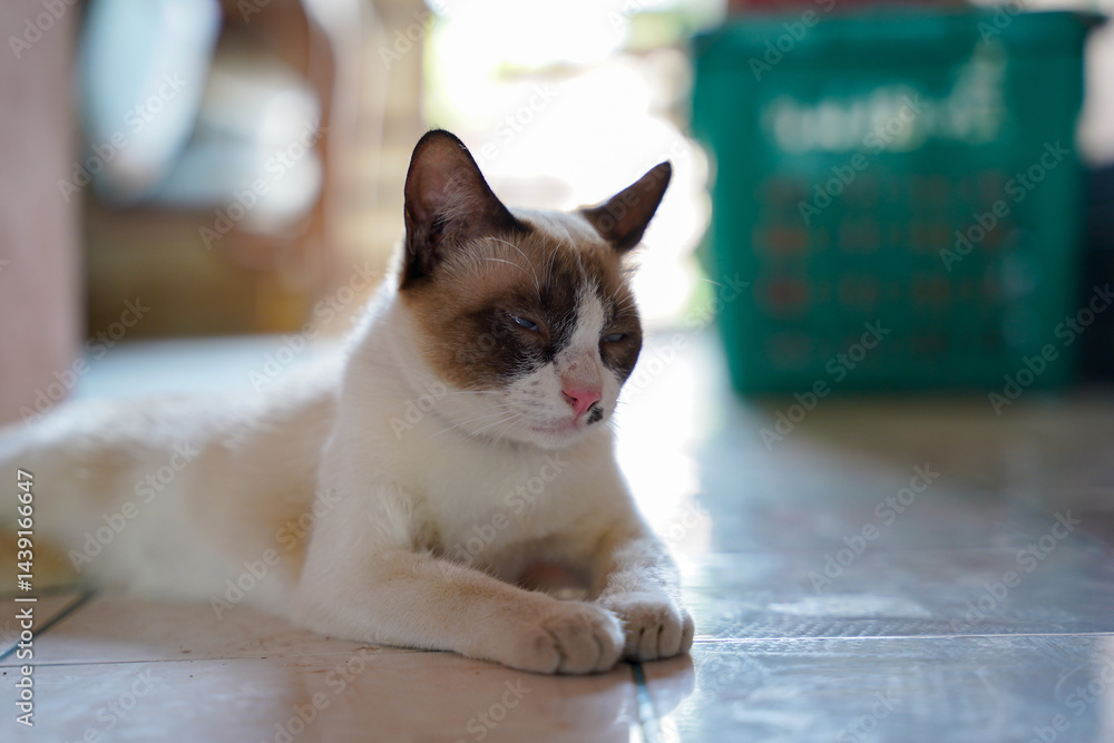 Sleepy cat lying on tiled floor, relaxed indoor pet with white and brown fur, natural light, calm atmosphere
