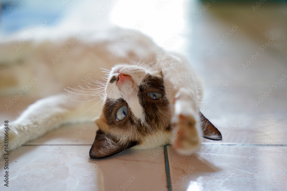 Relaxed cat with blue eyes lying on tiled floor, stretching paw playfully, soft natural light, calm and peaceful mood