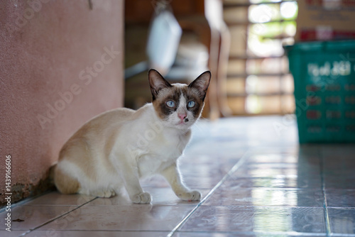 Blue eyed cat, white and brown fur, sitting on shiny tile floor indoors, curious expression, natural light