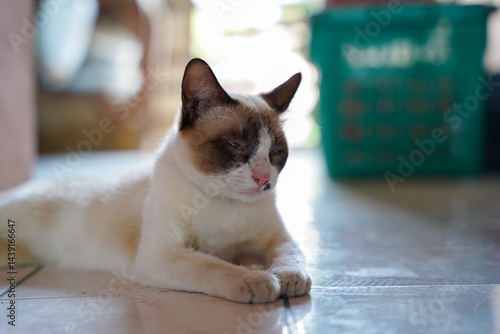 Obraz na płótnie Sleepy cat lying on tiled floor, relaxed indoor pet with white and brown fur, natural light, calm atmosphere w salonie
