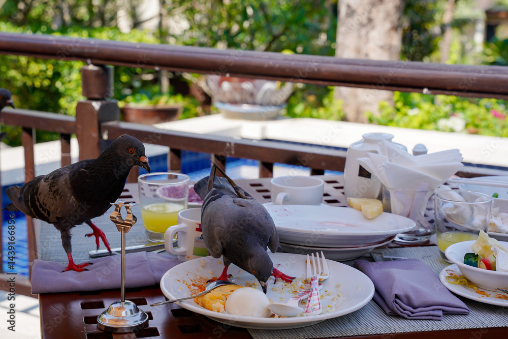 Pigeon breakfast outdoor table leftover food messy plate glass napkin fork cup garden sunny morning nature bird eating urban wildlife dish egg