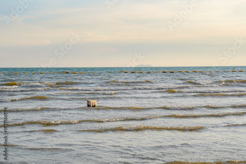 Obraz na płótnie Dog standing in shallow sea water with gentle waves, calm sky, and distant horizon, peaceful beach scene at sunset w salonie