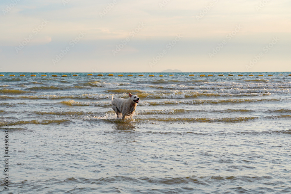 Dog running in shallow sea water, joyful pet enjoying beach at sunset, gentle waves and calm sky create peaceful atmosphere