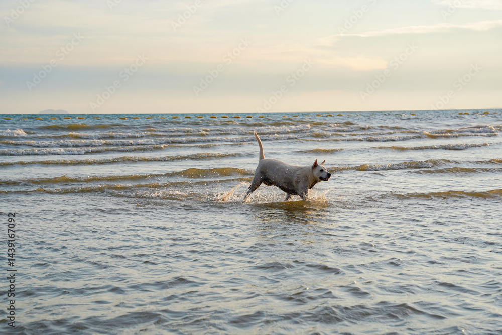 Dog running through shallow sea water at beach during sunset, joyful and energetic, with gentle waves and clear sky in background