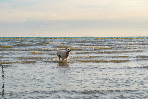 Obraz na płótnie Dog running in shallow sea water, joyful pet enjoying beach at sunset, gentle waves and calm sky create peaceful atmosphere w salonie