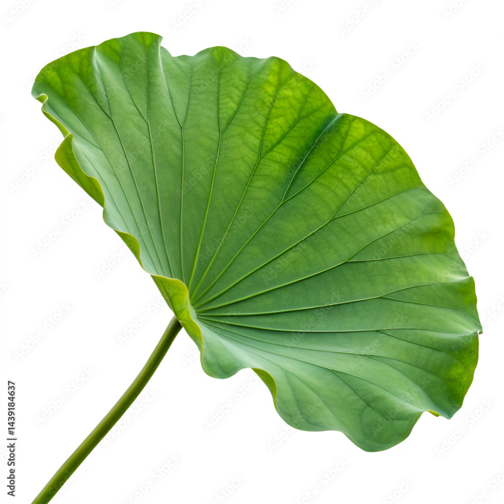 Fototapeta premium green lotus leaf isolated on transparent background Generative Ai.