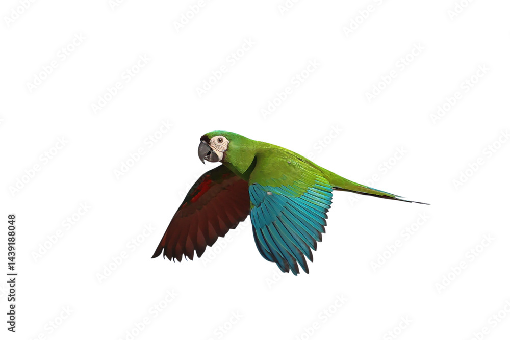 Fototapeta premium Hahn macaw parrot flying isolated on transparent background png file