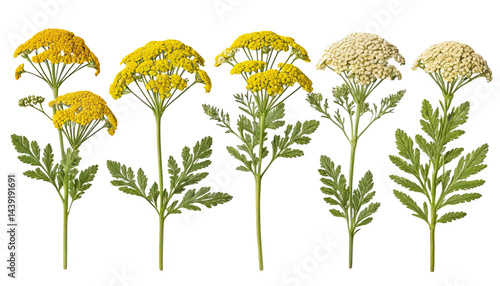 Five variations of yarrow flowers in yellow and white on a white isolated background.