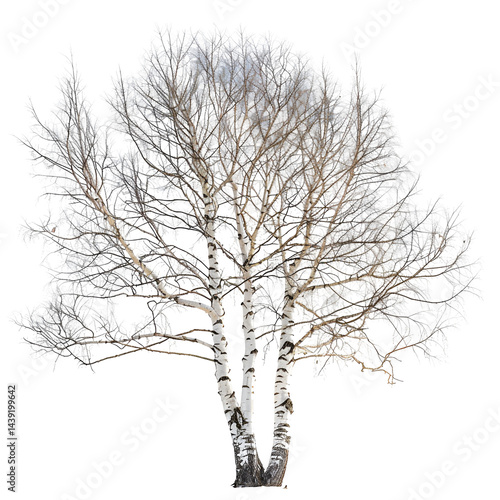 Wallpaper Mural Snow covered birch trees winter scene nature beauty Torontodigital.ca