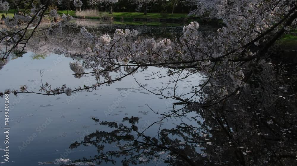 映る桜並木 映る桜並木