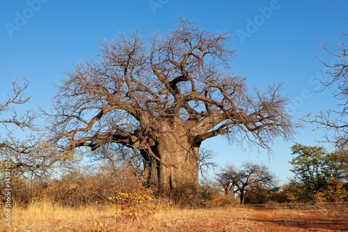 Large baobab tree (Adansonia digitata) in savanna during the dry season, Limpopo province, South Africa.