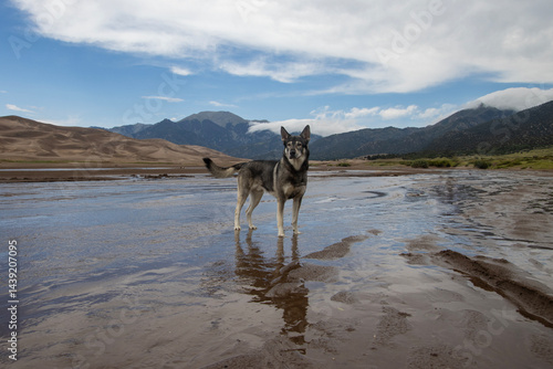 Wolf-like dog stands in shallow water at Great Sand Dunes National Park on a bright day with mountains in the background