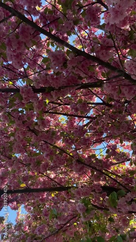 Blooming cherry blossom tree in spring