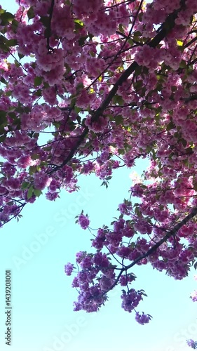 Cherry blossom tree against clear blue sky