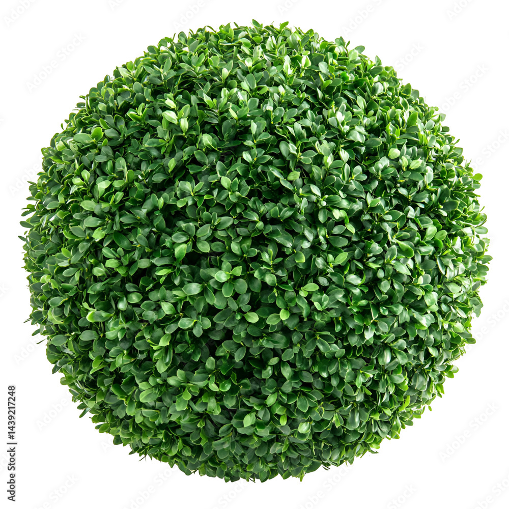 Fototapeta premium Green spherical microorganism closeup