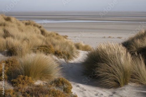 Quiet Dunes and Tranquil Shores A Landscape of Natural Beauty and Serenity