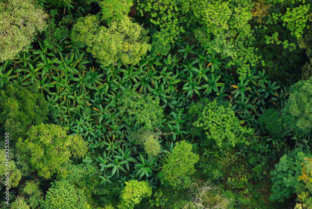 Naklejka premium Aerial view Tropical rain forest with trees