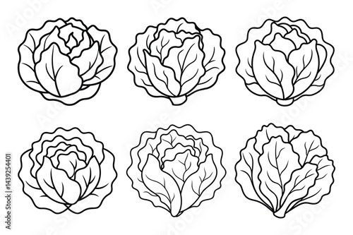 Whole fresh cabbage vegetable thin line Icon set vector illustration with white background