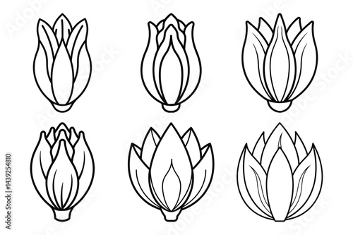 Endive line icon set vector illustration on White Background