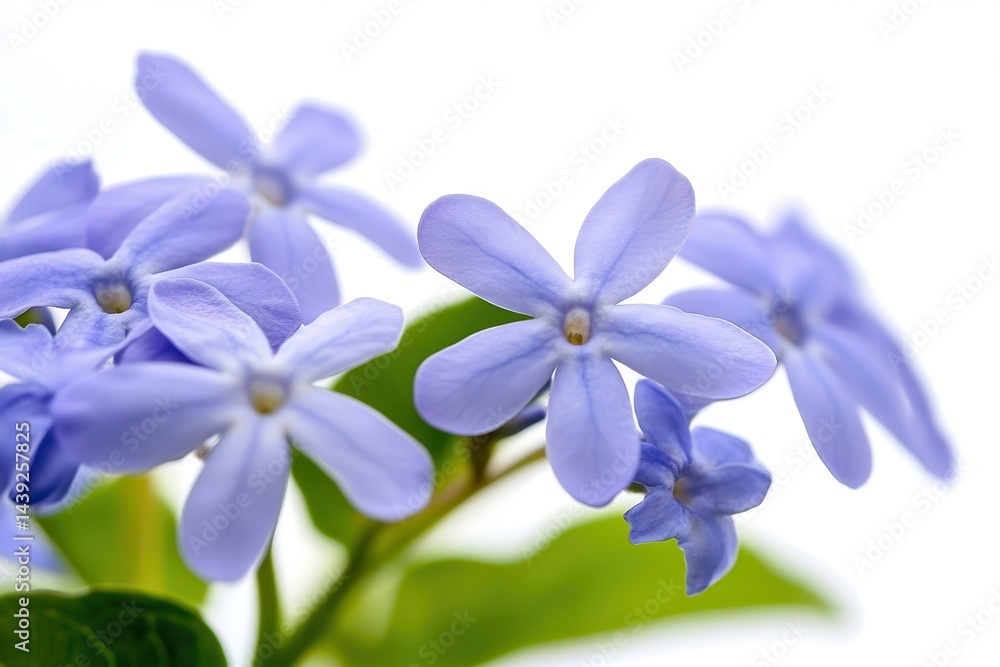 Close-up of delicate purple flowers with green leaves against a bright white background Close-up of delicate purple flowers with green leaves against a bright white background