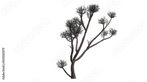 Succulent plant