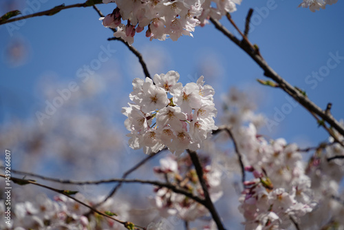 Close-up of cherry blossoms in full bloom under a blue sky
