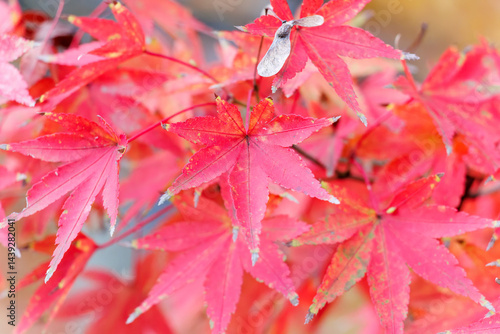 Obraz na płótnie 紅葉に彩られた美しい宮ヶ瀬湖。
神奈川県清川村、早戸川林道-2025年
w salonie