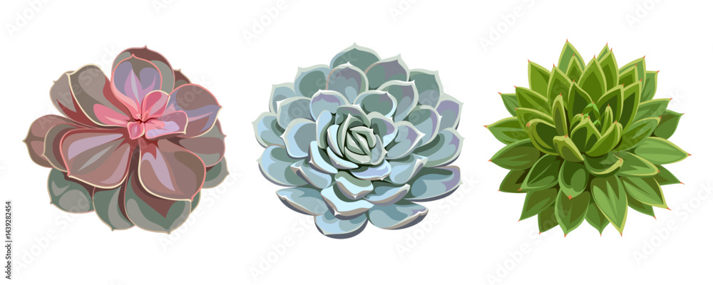 Fototapeta premium A collection of colorful succulents isolated on a white background. Desert and tropical thorny houseplants. Top view.