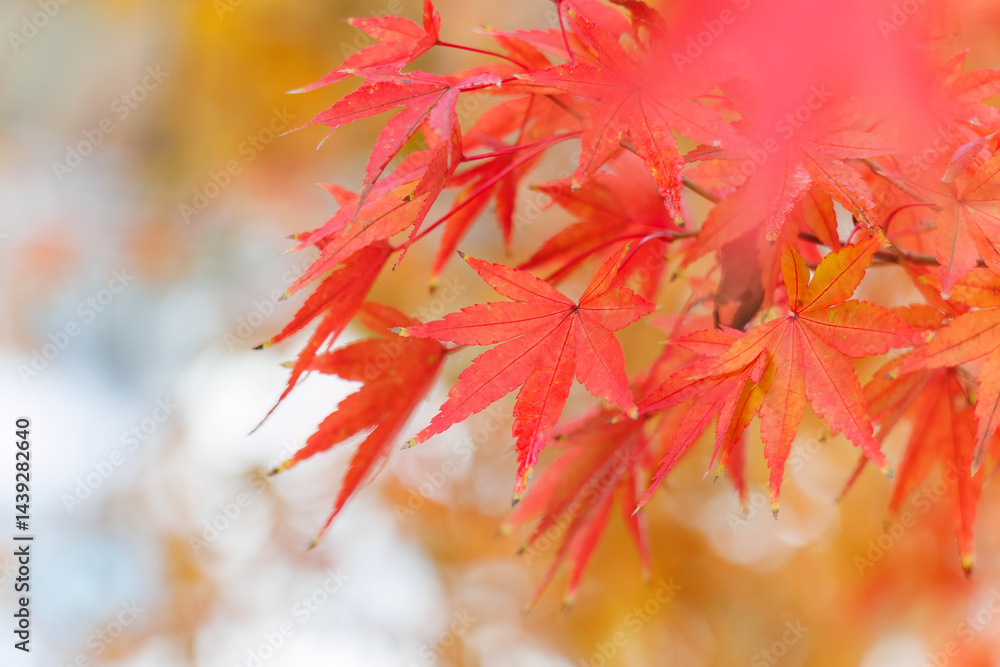 紅葉に彩られた美しい宮ヶ瀬湖。
神奈川県清川村、早戸川林道-2025年
