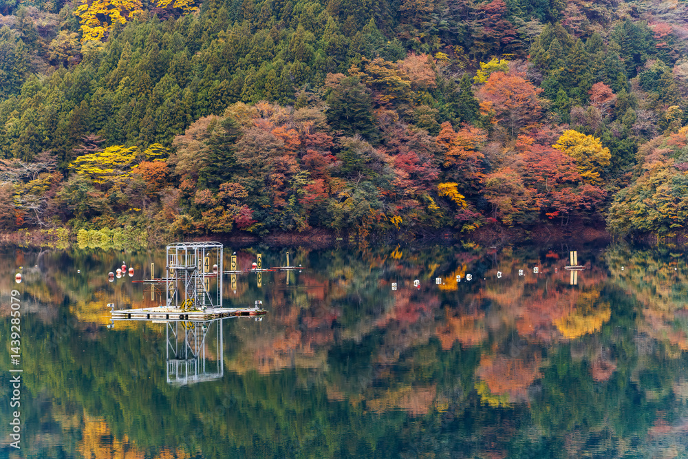 紅葉に彩られた美しい宮ヶ瀬湖。
湖面にはボートレースの練習用のブイなどが浮いている。
神奈川県清川村、早戸川林道-2025年