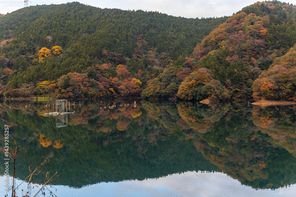 紅葉に彩られた美しい宮ヶ瀬湖。
湖面にはボートレースの練習用のブイなどが浮いている。
神奈川県清川村、早戸川林道-2025年