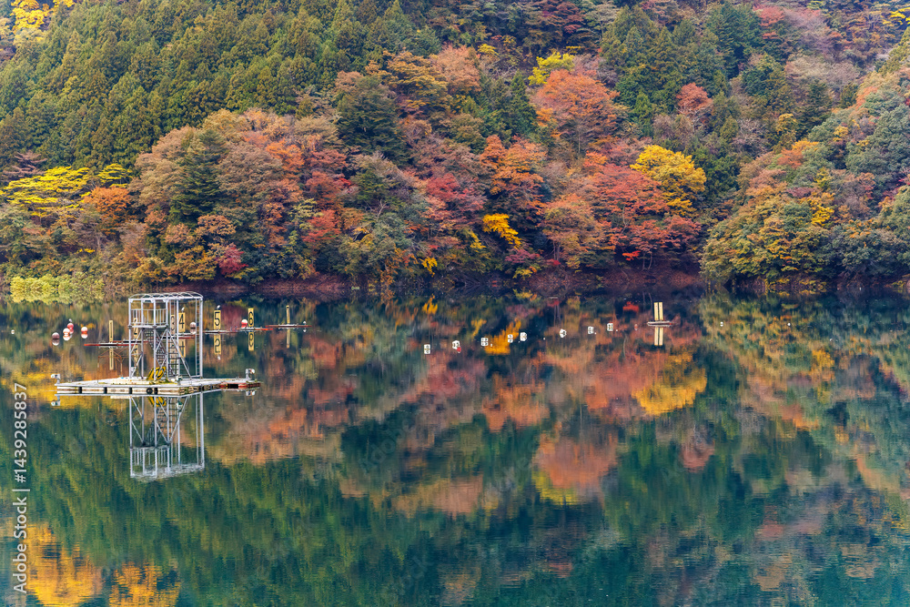 紅葉に彩られた美しい宮ヶ瀬湖。
湖面にはボートレースの練習用のブイなどが浮いている。
神奈川県清川村、早戸川林道-2025年