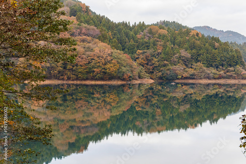Obraz na płótnie 紅葉に彩られた美しい宮ヶ瀬湖。
神奈川県清川村、早戸川林道-2025年
w salonie