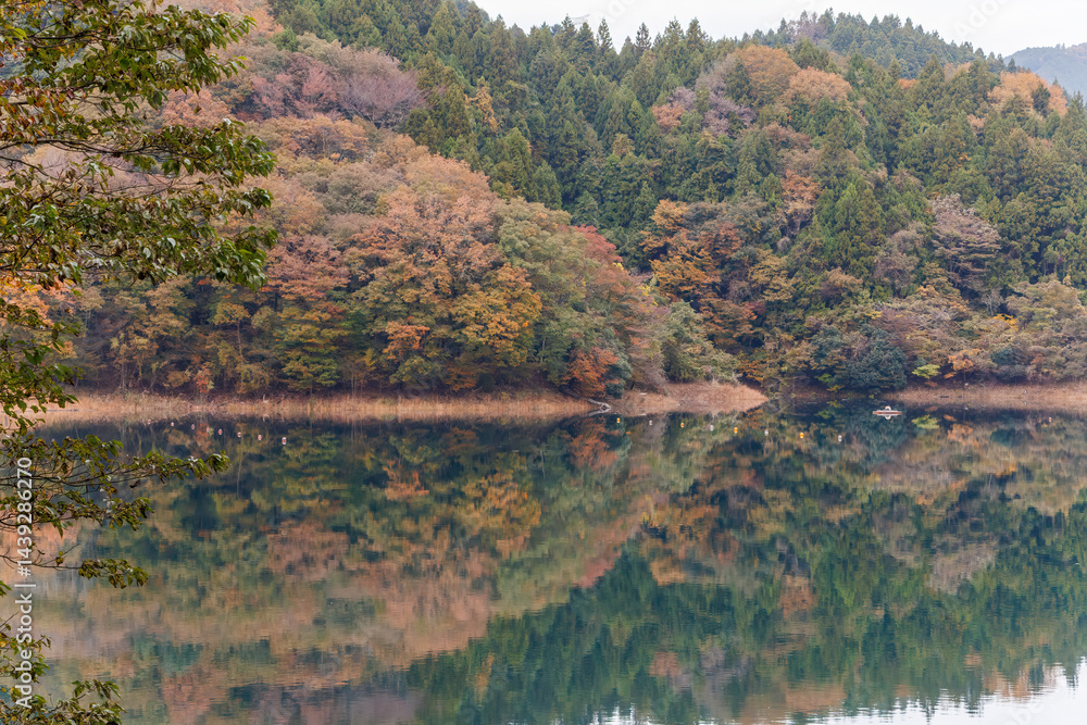紅葉に彩られた美しい宮ヶ瀬湖。
神奈川県清川村、早戸川林道-2025年