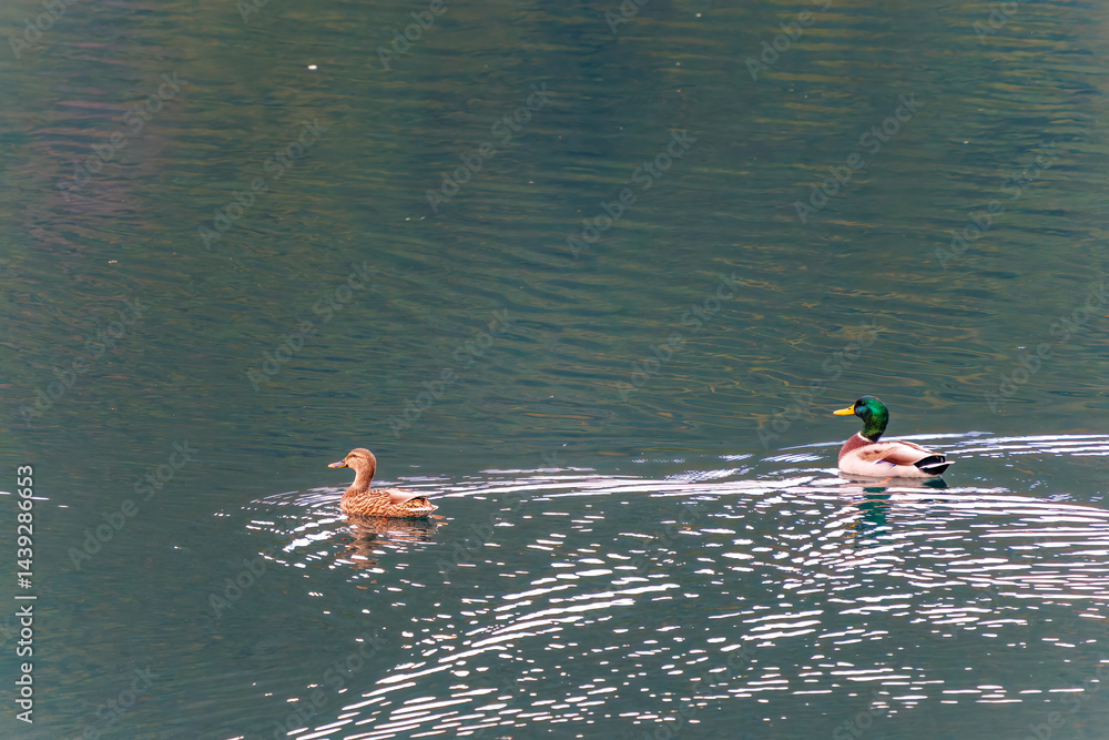 飛翔する美しいマガモ(カモ科)他の群れ
英名学名:Mallard (Anas platyrhynchos)
紅葉に彩られた美しい宮ヶ瀬湖。
神奈川県清川村、早戸川林道-2025年