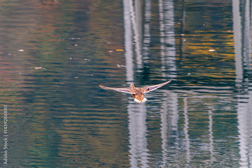 飛翔する美しいマガモ(カモ科)他の群れ
英名学名:Mallard (Anas platyrhynchos)
紅葉に彩られた美しい宮ヶ瀬湖。
神奈川県清川村、早戸川林道-2025年