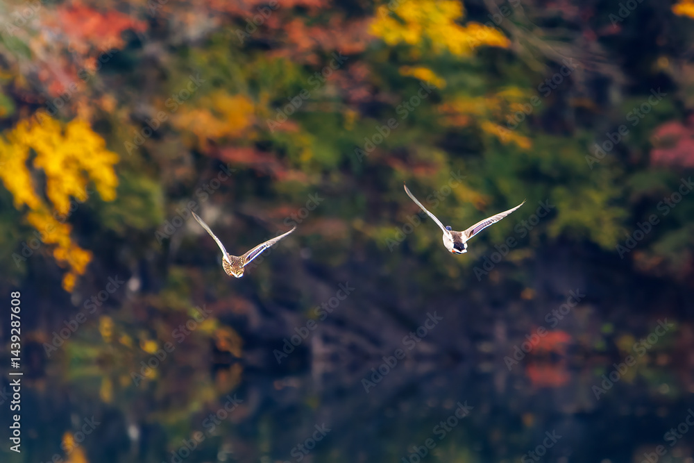 飛翔する美しいマガモ(カモ科)他の群れ
英名学名:Mallard (Anas platyrhynchos)
紅葉に彩られた美しい宮ヶ瀬湖。
神奈川県清川村、早戸川林道-2025年