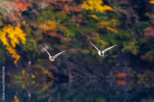 Obraz na płótnie 飛翔する美しいマガモ(カモ科)他の群れ
英名学名:Mallard (Anas platyrhynchos)
紅葉に彩られた美しい宮ヶ瀬湖。
神奈川県清川村、早戸川林道-2025年
w salonie