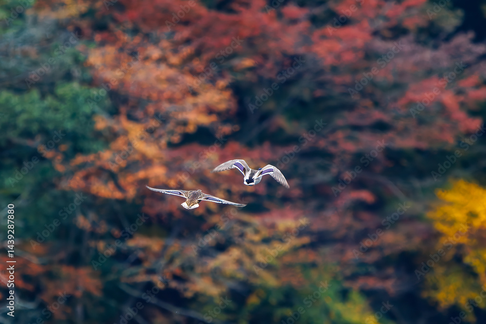 飛翔する美しいマガモ(カモ科)他の群れ
英名学名:Mallard (Anas platyrhynchos)
紅葉に彩られた美しい宮ヶ瀬湖。
神奈川県清川村、早戸川林道-2025年
