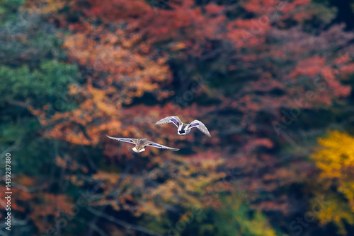 Obraz na płótnie 飛翔する美しいマガモ(カモ科)他の群れ
英名学名:Mallard (Anas platyrhynchos)
紅葉に彩られた美しい宮ヶ瀬湖。
神奈川県清川村、早戸川林道-2025年
w salonie
