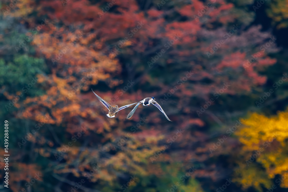 飛翔する美しいマガモ(カモ科)他の群れ
英名学名:Mallard (Anas platyrhynchos)
紅葉に彩られた美しい宮ヶ瀬湖。
神奈川県清川村、早戸川林道-2025年