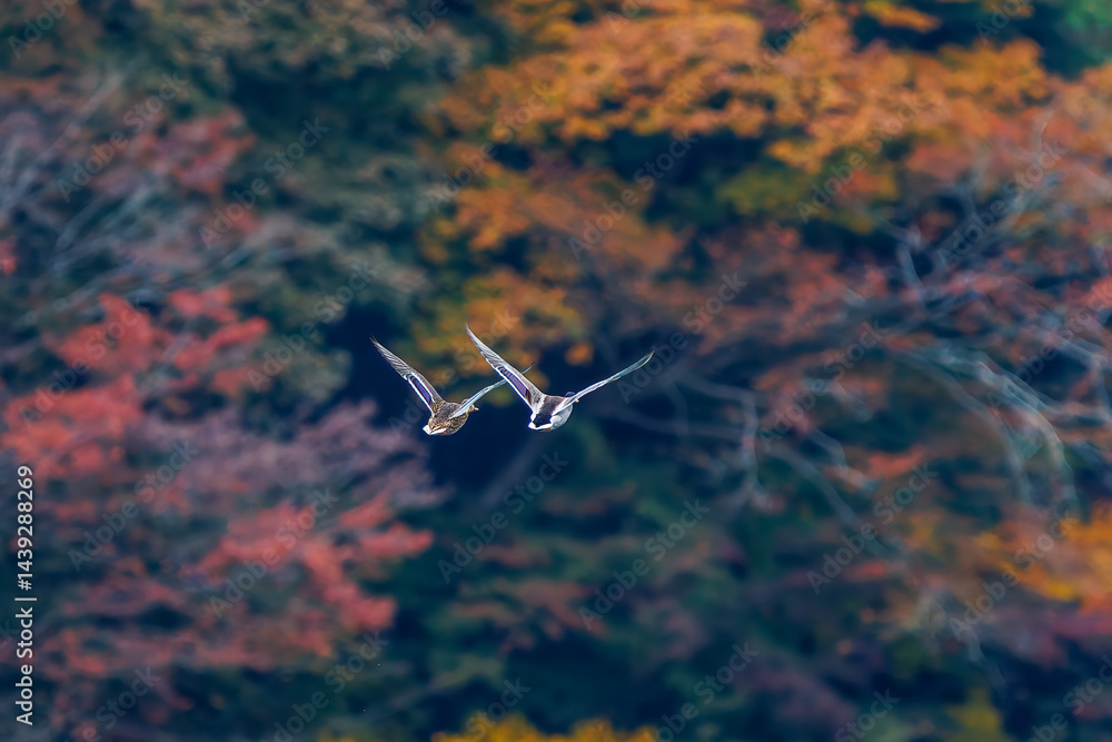 飛翔する美しいマガモ(カモ科)他の群れ
英名学名:Mallard (Anas platyrhynchos)
紅葉に彩られた美しい宮ヶ瀬湖。
神奈川県清川村、早戸川林道-2025年