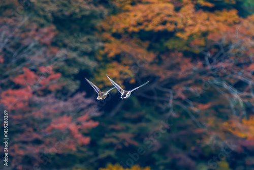 Obraz na płótnie 飛翔する美しいマガモ(カモ科)他の群れ
英名学名:Mallard (Anas platyrhynchos)
紅葉に彩られた美しい宮ヶ瀬湖。
神奈川県清川村、早戸川林道-2025年
w salonie