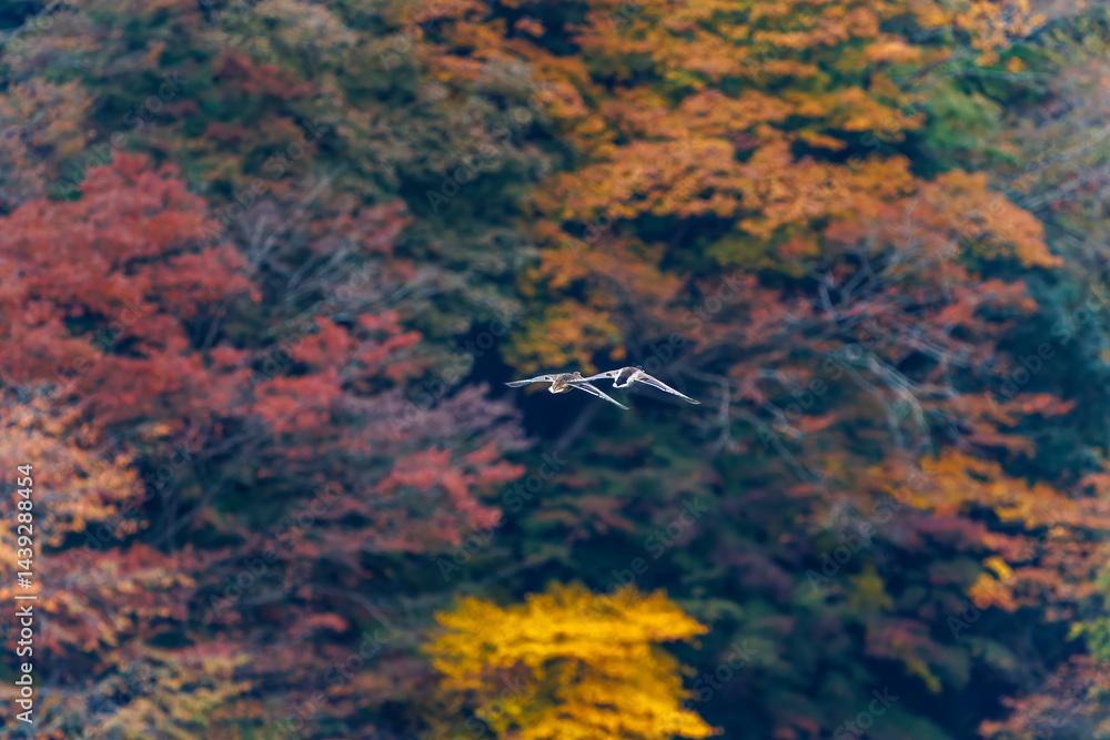 飛翔する美しいマガモ(カモ科)他の群れ
英名学名:Mallard (Anas platyrhynchos)
紅葉に彩られた美しい宮ヶ瀬湖。
神奈川県清川村、早戸川林道-2025年