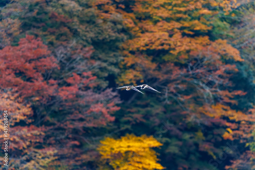 Obraz na płótnie 飛翔する美しいマガモ(カモ科)他の群れ
英名学名:Mallard (Anas platyrhynchos)
紅葉に彩られた美しい宮ヶ瀬湖。
神奈川県清川村、早戸川林道-2025年
w salonie