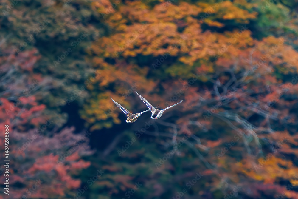 飛翔する美しいマガモ(カモ科)他の群れ
英名学名:Mallard (Anas platyrhynchos)
紅葉に彩られた美しい宮ヶ瀬湖。
神奈川県清川村、早戸川林道-2025年