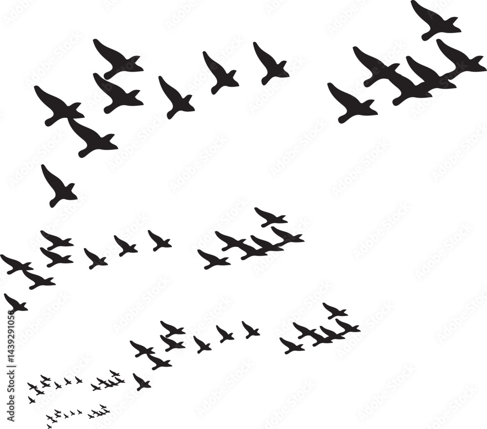 A black silhouette of a flock of birds takes flight against a white sky A black silhouette of a flock of birds takes flight against a white sky